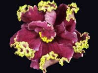 KO-Petushok Zolotoi Grebeshok (Golden Scallop Cockerel)