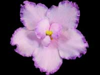 RS-Tropikana (Tropicana)