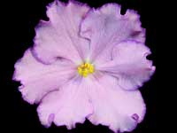 RS-Vzdornaia Krasotka (Pretty Woman)