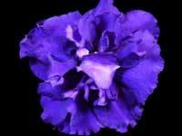 Termnaia Noch' (Dark Night)