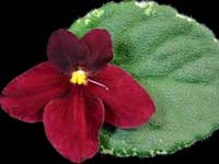 Mac's Scarlet O'Hara