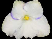 KZ-Druzhnye Rebiata (Friendly Guys)