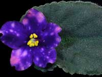 Jere's Kaleidescope