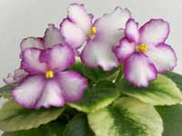 LE-Lunnaia Raduga (Moon Rainbow)