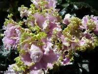 LE-Koroli i Kapusta (Kings and Cabbages)