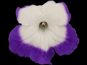 Streptocarpus - Roulette Azur