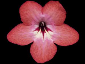 Streptocarpus - Salmon Sunset