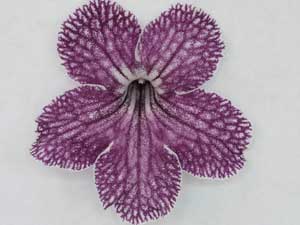 Streptocarpus - Trina Ballerina