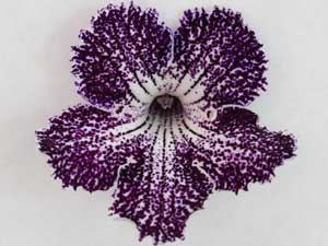 Streptocarpus - Web of Intrigue