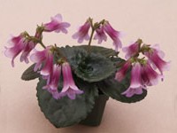 Primulinas