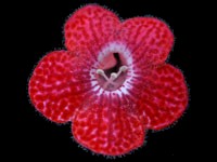 Kohlerias