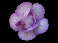 Sinningias