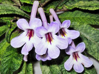 Streptocarpus - Dale's Polar Icicles