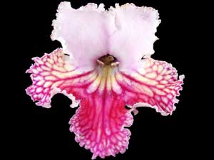 Streptocarpus - Tutti Frutti