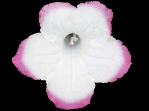 Streptocarpus - Saturn
