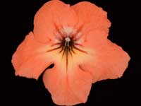 Streptocarpus - PK-Blask
