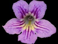 Streptocarpus - Dale's Smurf Party