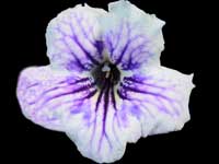 Streptocarpus - DEM-Medusa