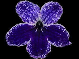 Streptocarpus - Franken Skye