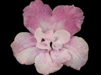 Streptocarpus - Fred's Alexis Rae