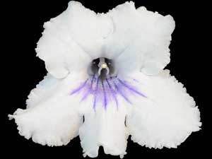 Streptocarpus - KT-Brad Pitt