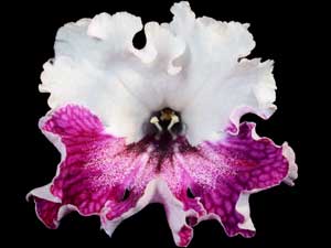 Streptocarpus - Niobe