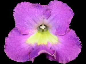 Streptocarpus - PK-Monia