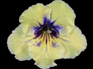 Streptocarpus - UA Solar Eclipse
