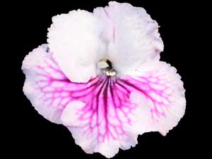 Streptocarpus - VAT-Mandarine